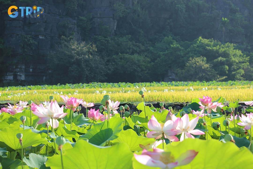 The lotus ponds in Trang An bloom peacefully, set against the stunning limestone karsts, enhancing the area's natural beauty