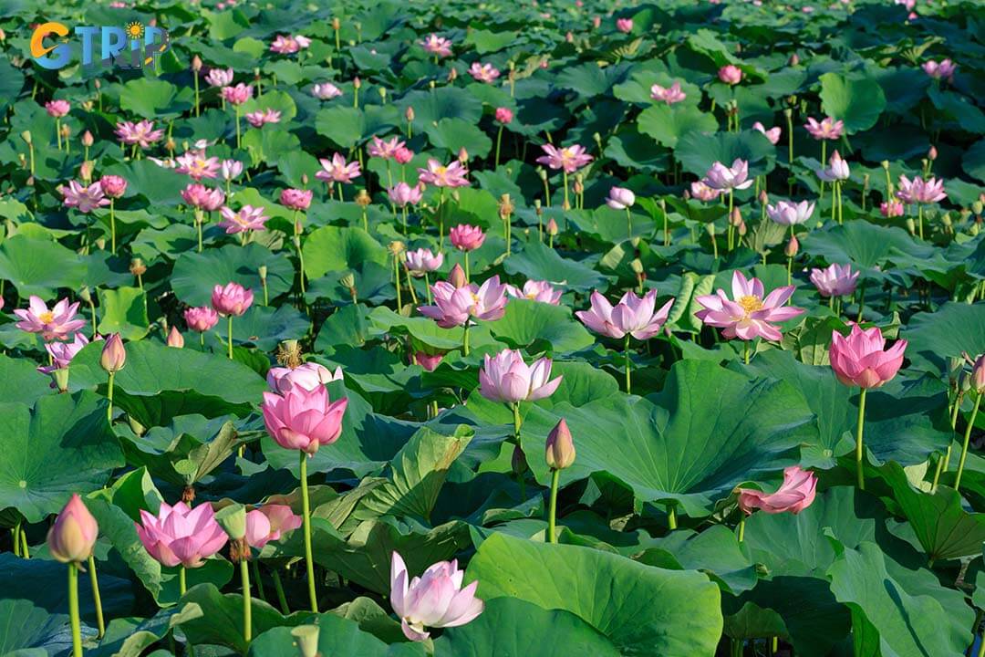 In Vietnamese culture, the lotus represents purity, resilience and spiritual enlightenment