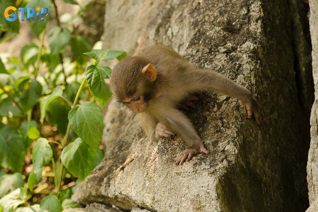 The Monkey Mountain is a paradise for nature and wildlife lovers, as you can see the monkeys and other wild animals