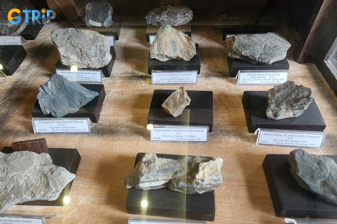 The museum's displays are organized by geological periods, showcasing Vietnam's rich mineral resources and diverse landscapes