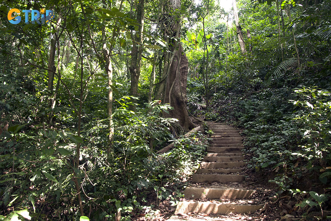 The path through the forest to the Silver Cloud Peak in Cuc Phuong Park