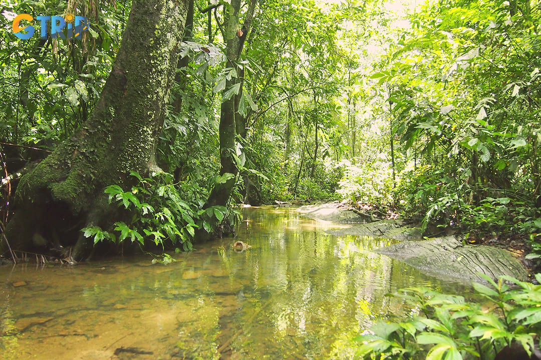 The rainy season makes Cuc Phuong forest exceptionally vibrant and lush