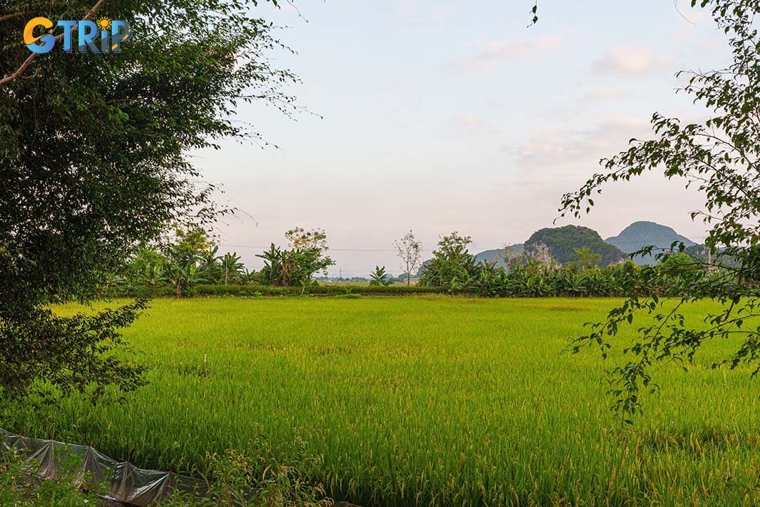 The rice fields near Bich Dong Pagoda offer a peaceful blend of spirituality and nature, ideal for cultural exploration