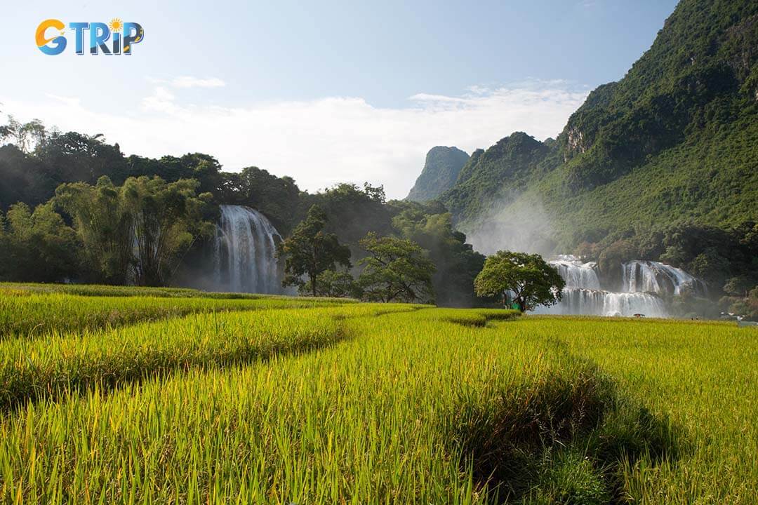 The rice fields of Cao Bang create a breathtaking seasonal landscape that perfectly complements Ban Gioc Waterfall’s natural beauty