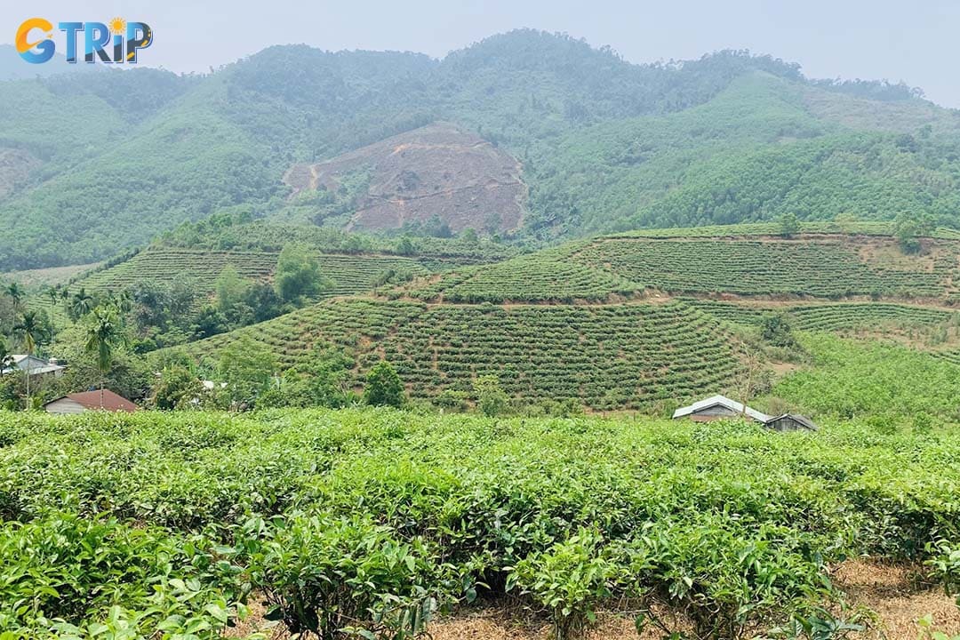 The scenery of Dong Giang Tea Hill is perfect for checking-in for cool and fresh photos