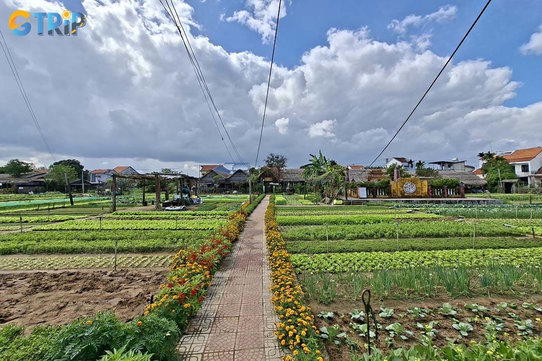The Tra Que Vegetable Village route passes irrigation canals, rice fields, lotus ponds, duck farms, and local villages
