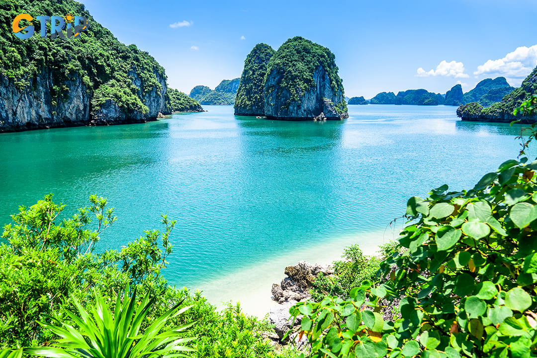 The tropical rainforest ecosystem of Bai Tu Long National Park