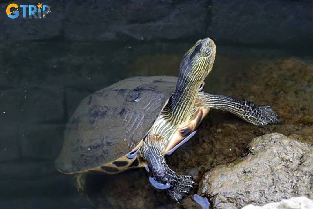 The turtle pond in the front courtyard symbolizes wisdom and longevity, offering visitors a quiet, meditative moment as they observe these sacred creatures in a serene setting