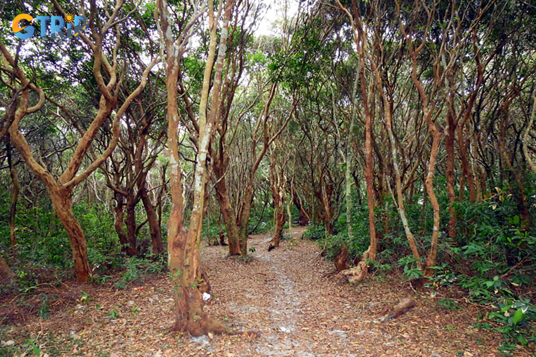 This place is home to a natural Syzygium cumini forest that is over 200 years old