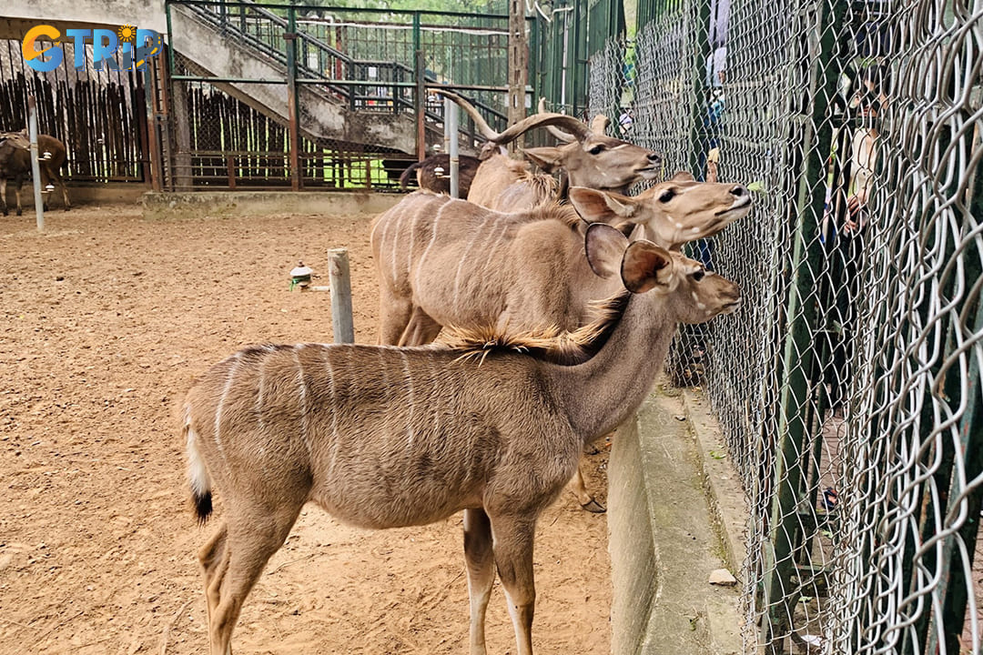 Thu Le Park offers a wonderful mix of attractions, combining wildlife education with leisure and entertainment