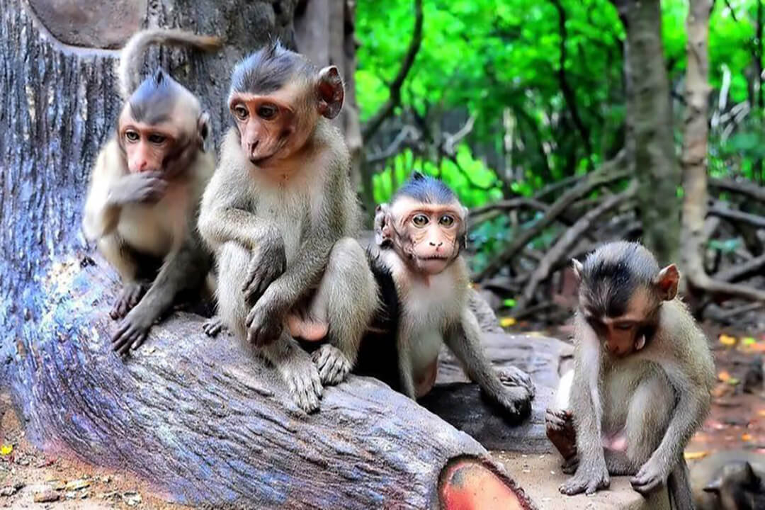 Can Gio Monkey Island