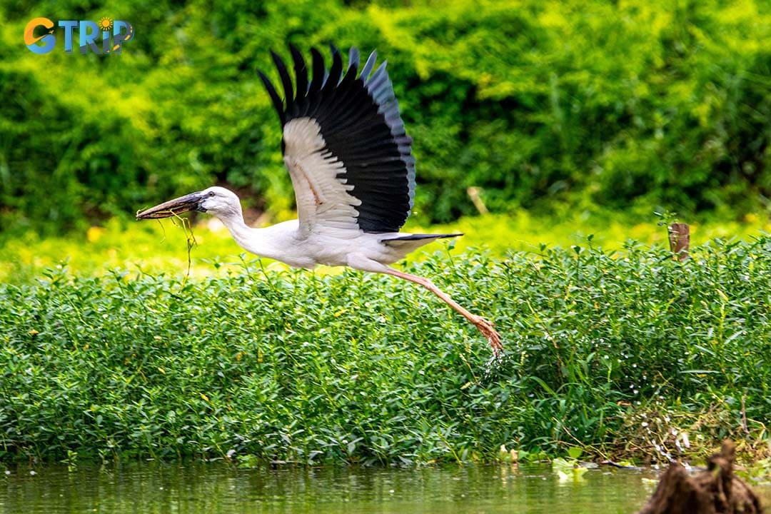 Thung Nham Bird Garden, a serene haven for birdwatching and nature lovers, offering lush wetlands, diverse wildlife, and peaceful boat rides