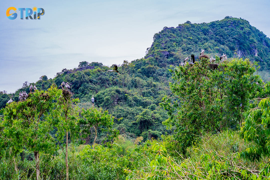 Thung Nham Bird Park is home to a variety of bird species