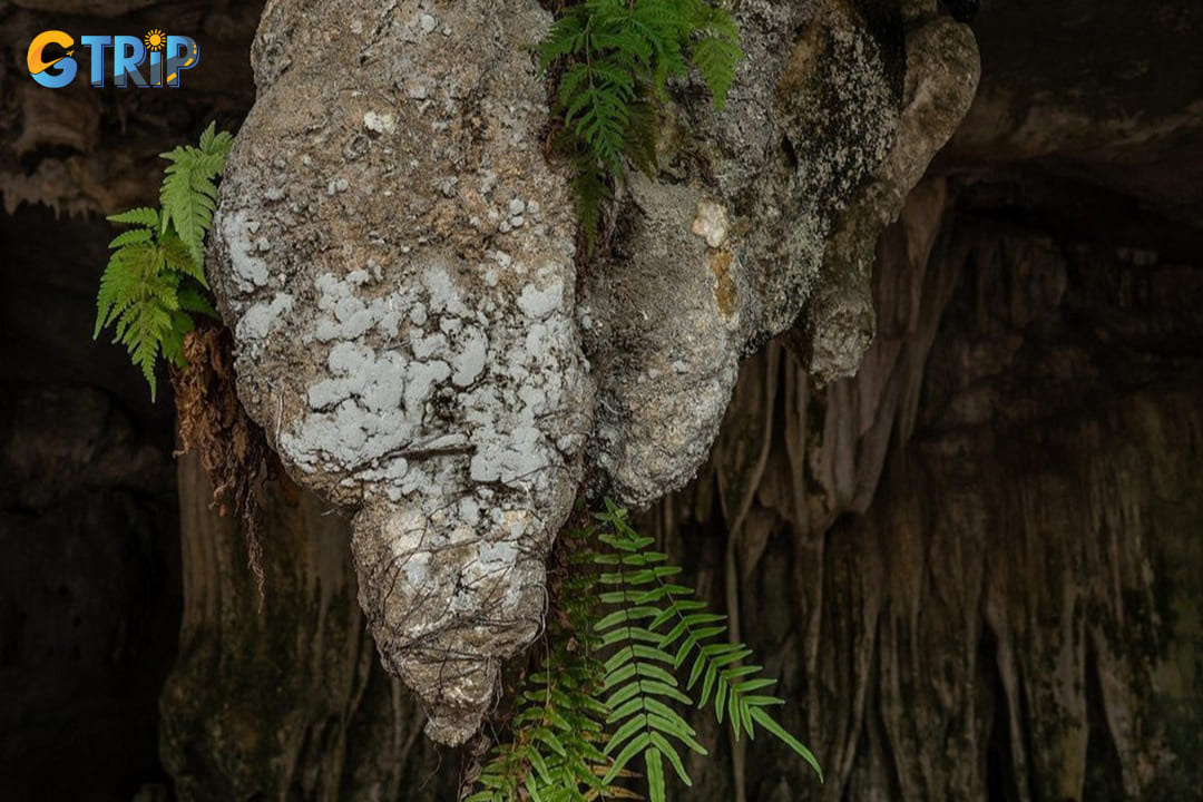 Tien Ong Cave is most accessible in spring and autumn