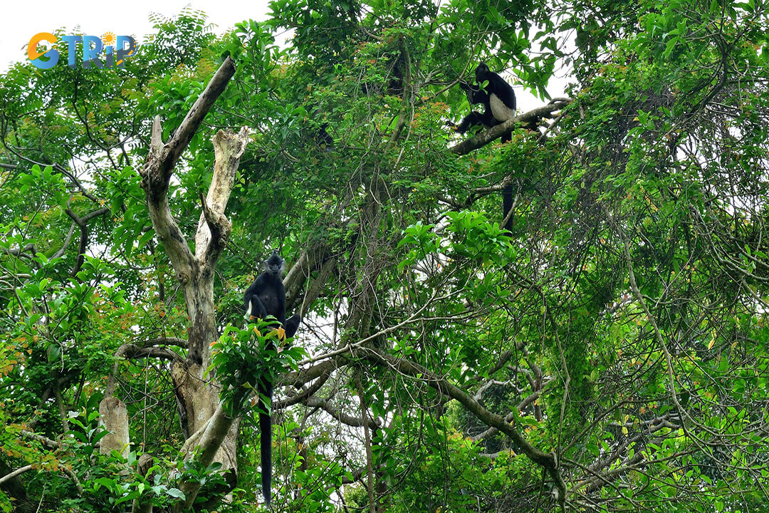 Diverse ecosystem in Cuc Phuong National Park