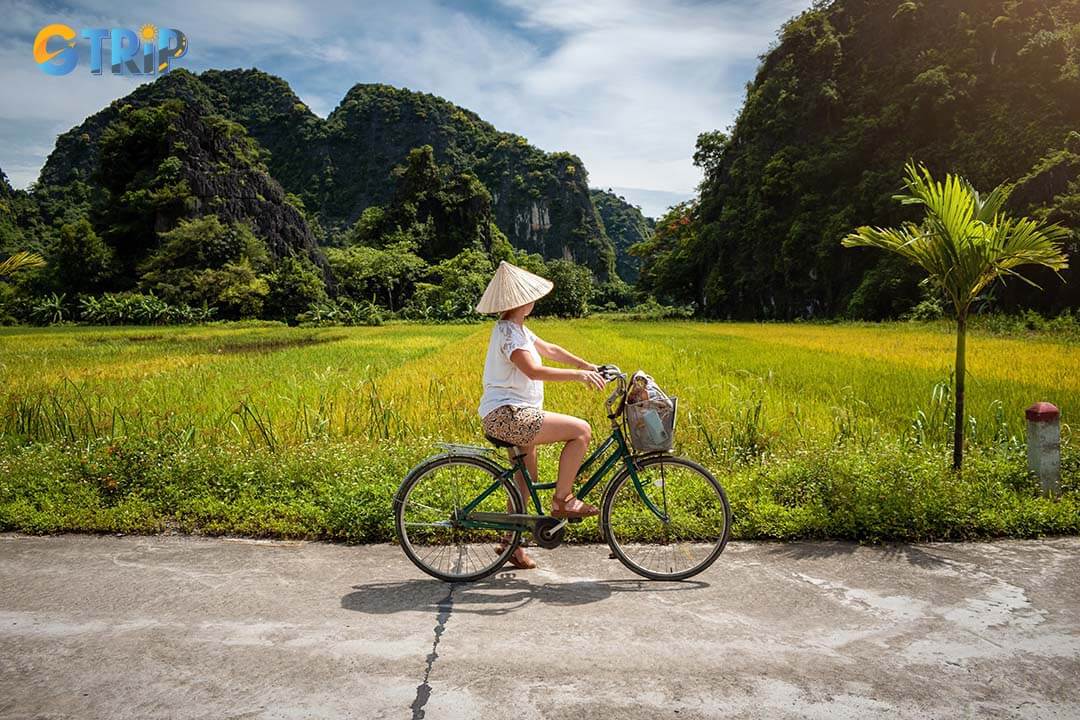 Tourist riding a bicycle through rice fields in Ninh Binh