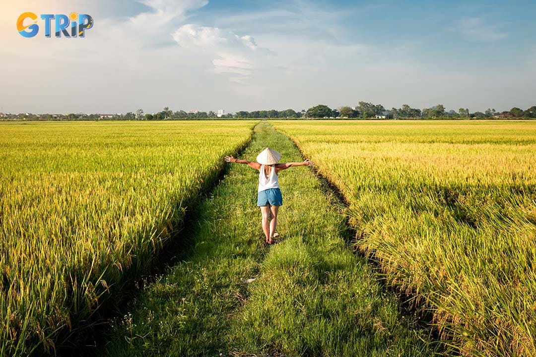 Tourist walking between rice fields in Ninh Binh