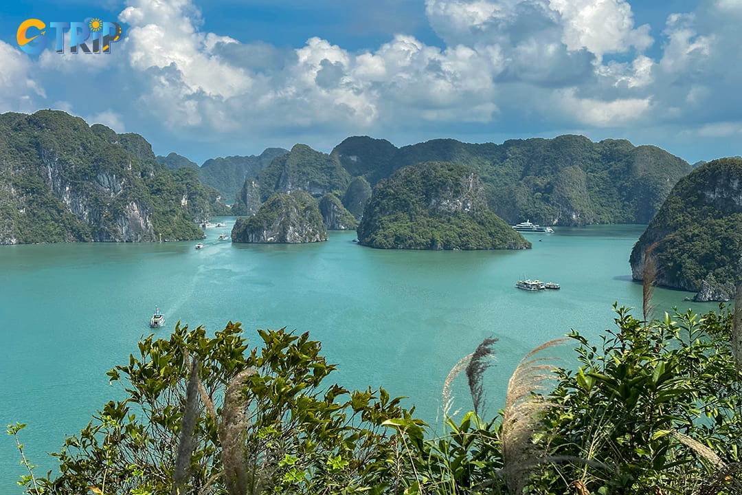 Visit Tuan Chau Island from March to May and September to November