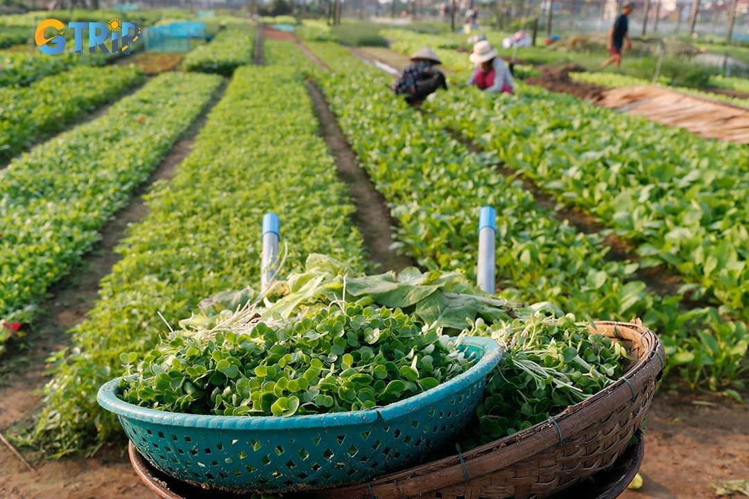 Tra Que Herb Village, a historic agricultural hub in Hoi An, is renowned for its aromatic organic vegetables and cultural heritage