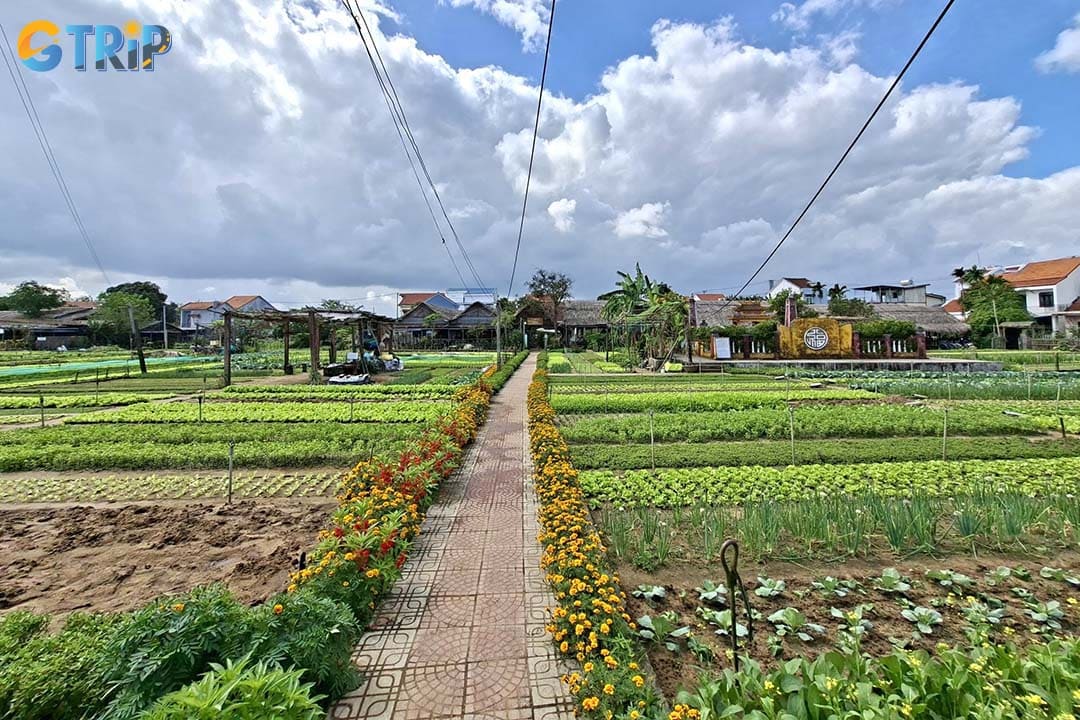 Tra Que Herb Village is known for its organic cultivation methods, where farmers enrich the soil with natural algae collected from a nearby lagoon
