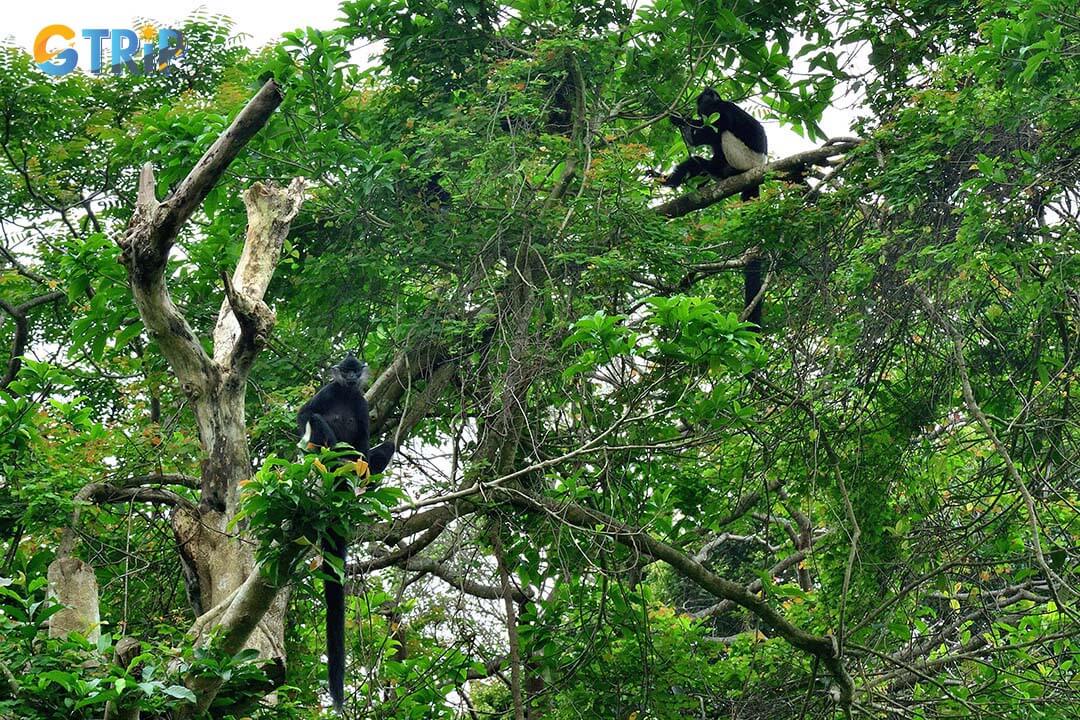 Trachypithecus delacouris wildlife in Cuc Phuong National Park