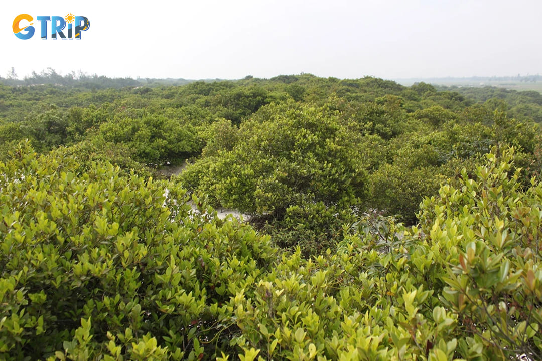 Tram Forest is an excellent destination for family trips