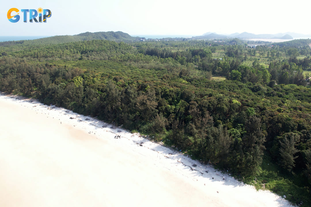 Tram Forest offers trails under towering trees and an expansive canopy