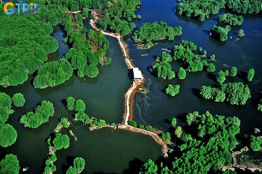 Traveling to Can Gio by motorbike is a budget-friendly and flexible option, offering a scenic 1.5 - 2 hour ride through mangrove-lined roads with minimal fuel and ferry costs