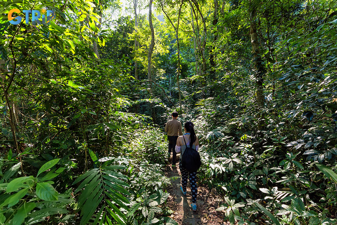 Trekking through Cat Ba National Park is one of the most popular activities