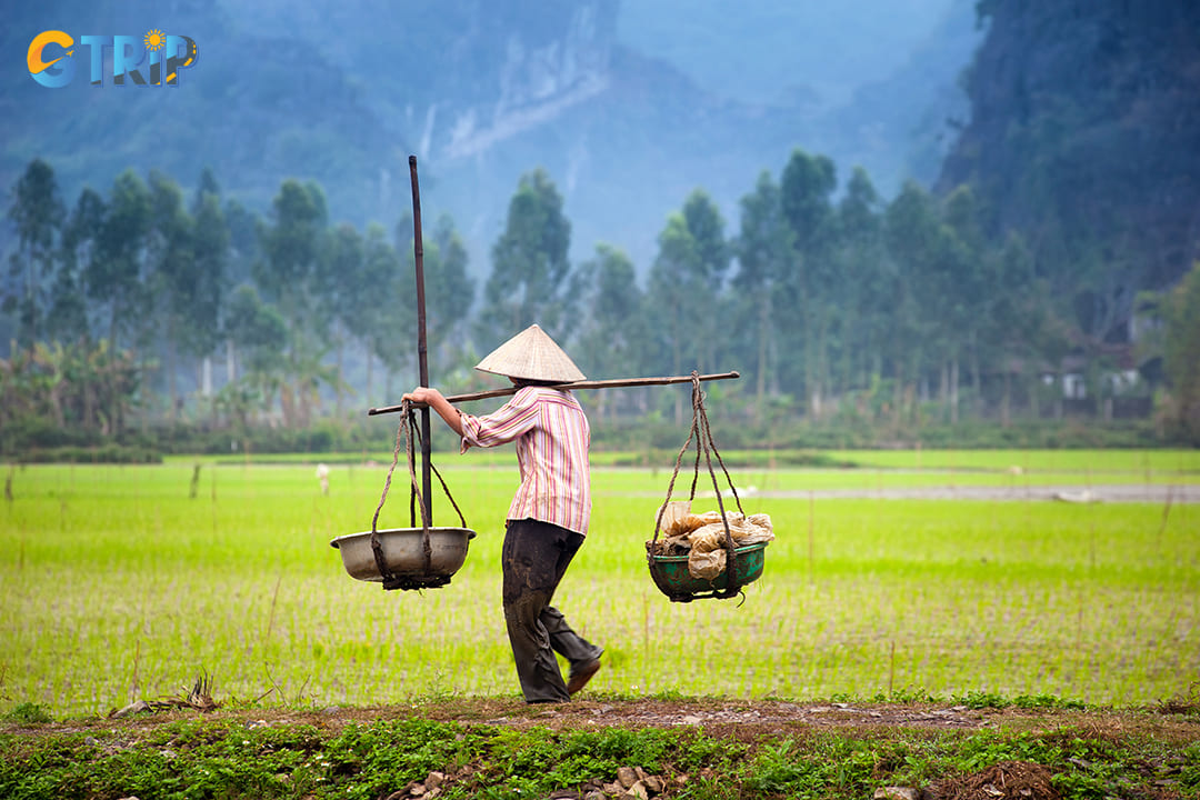 Sometimes you can see Vietnamese farmer on rice paddy field in Tam Coc Ninh Binh