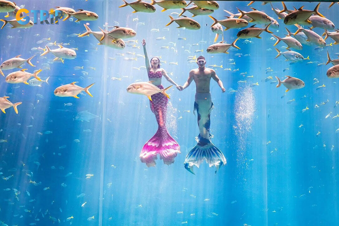 Vinpearl Aquarium delights visitors with mermaid shows, ocean-themed dances, and surprise flashmobs that blend marine education with captivating live performances