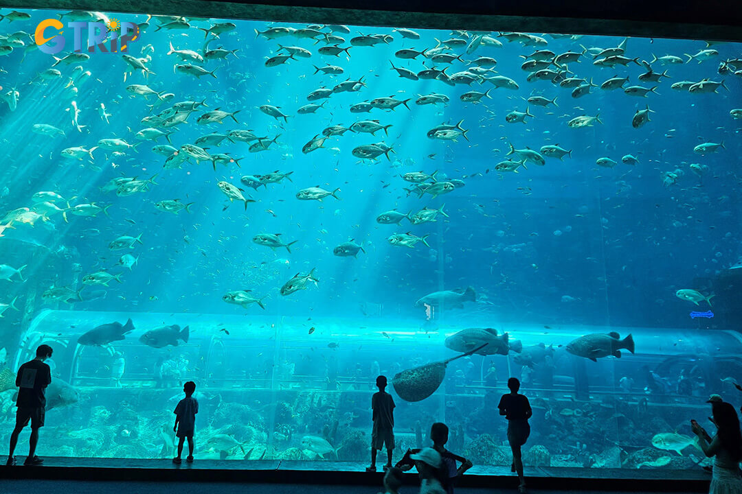 Vinpearl Aquarium features four themed zones, each offering a unique look into global aquatic ecosystems with immersive displays and rare species