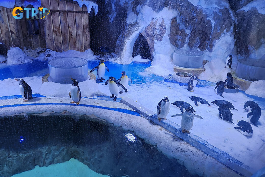 Vinpearl Aquarium offers hands-on animal encounters and feeding shows, from penguins and sharks to turtles and reptiles, blending fun with marine education