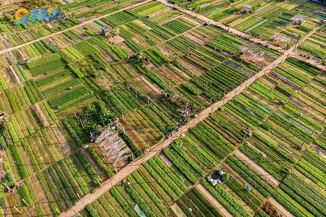 Visit Tra Que Herb Village from February to April or September to December for the best weather, vibrant herb growth, and an immersive experience in farming