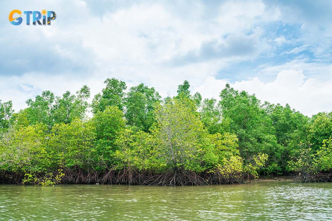 Visiting Can Gio Mangrove Forest offers a refreshing escape into a shaded, wildlife-rich UNESCO Biosphere Reserve that provides a peaceful atmosphere