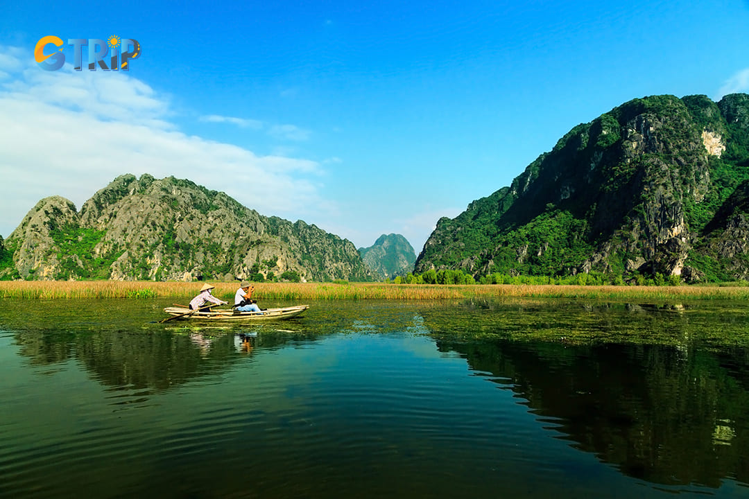 The wetland ecosystem in Van Long supports a diverse range of flora and fauna