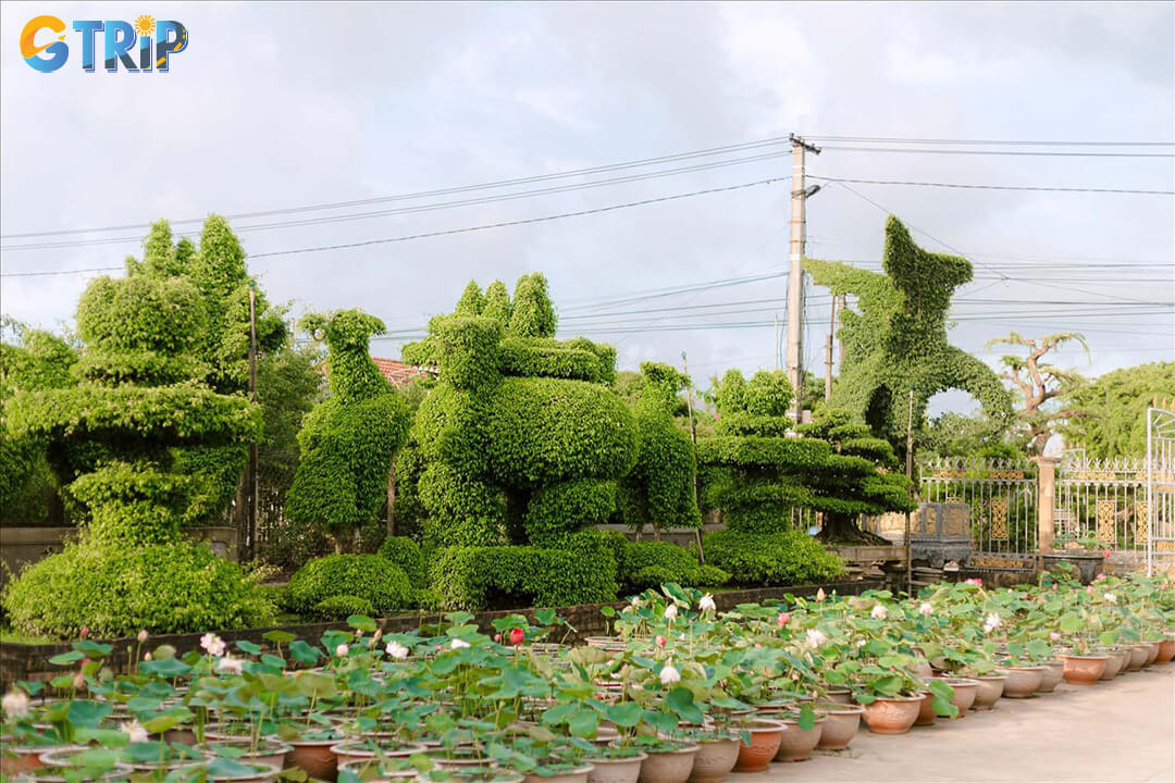 When visiting Vi Khe, you will be amazed by the impressively shaped bonsai creations