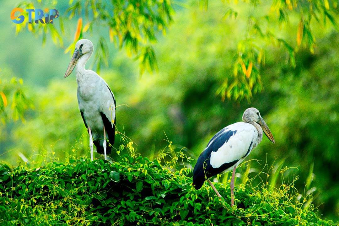 White storks in Thung Nham Natural Reserve Ninh Binh