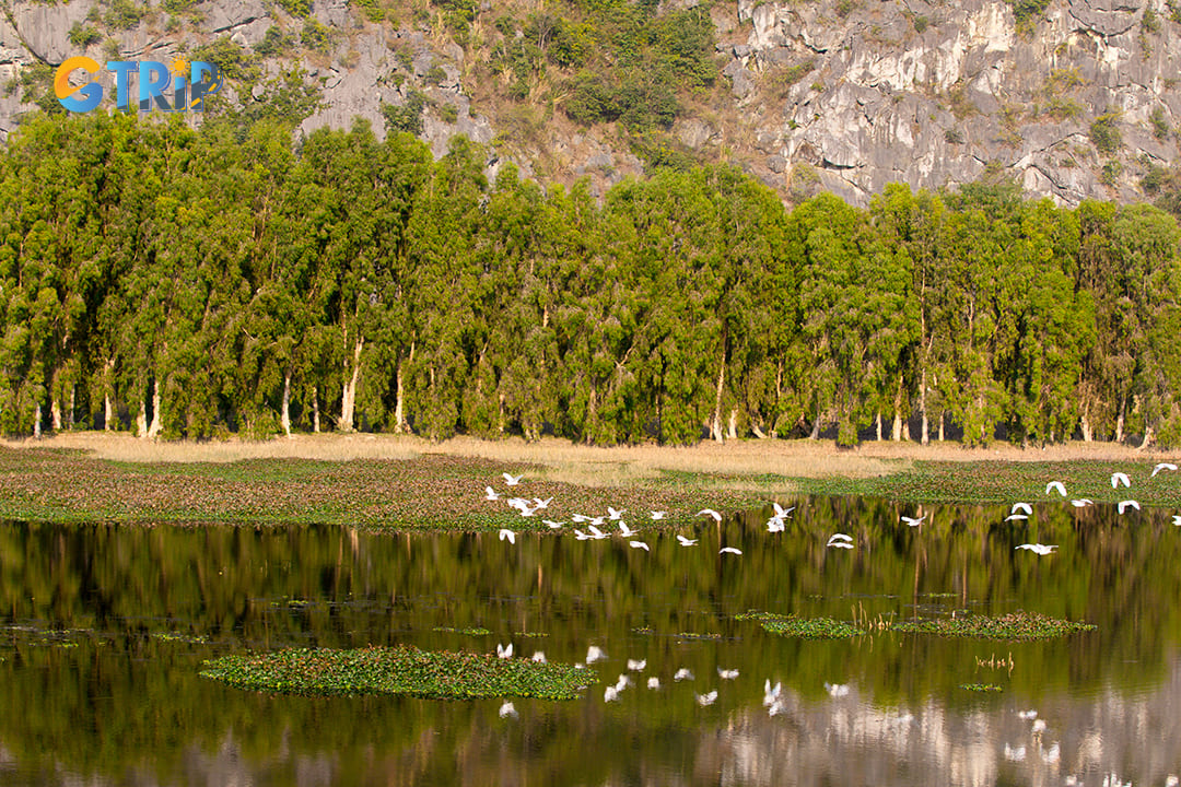 Wildlife and nature photography in Van Long