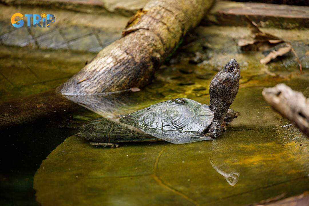 Wildlife viewing in Cuc Phuong National Park