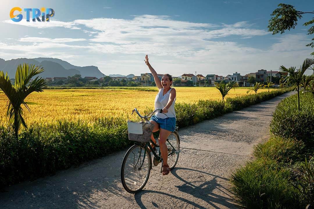 Woman tourist riding a bicycle through rice fields in Ninh Binh