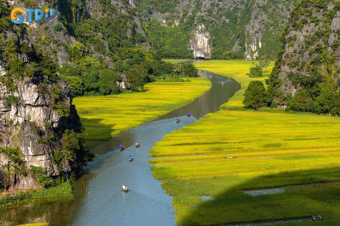 Yellow rice field on Ngo Dong River in Tam Coc Bich Dong