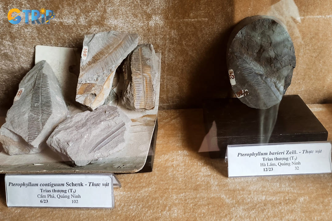 You can examine fossilized shells, plants, and animal remains that document life's evolution throughout Vietnam's geological past