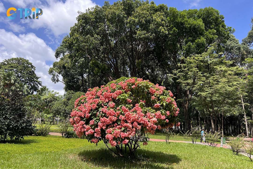 You can get to Gia Dinh Park by many transportation