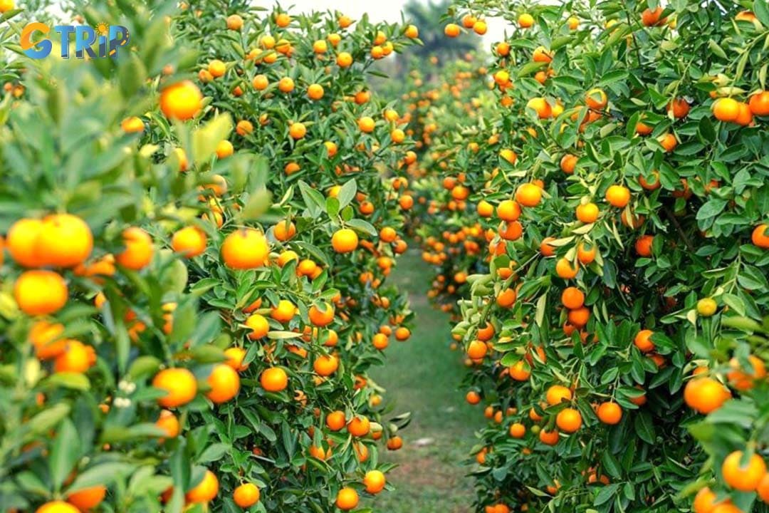 You can taste the fresh fruit from the tree at Trung An Fruit Garden