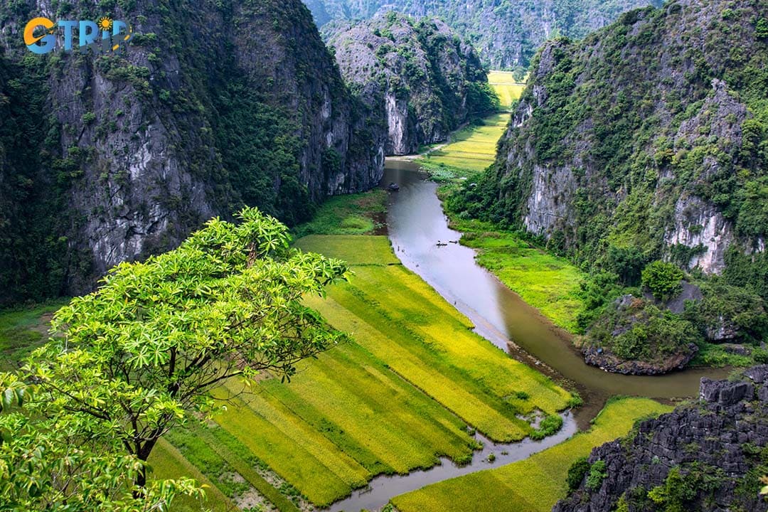 Visit Ninh Binh’s rice fields during the green season (April - June) or golden harvest (September - October), with early mornings or late afternoons perfect for photos