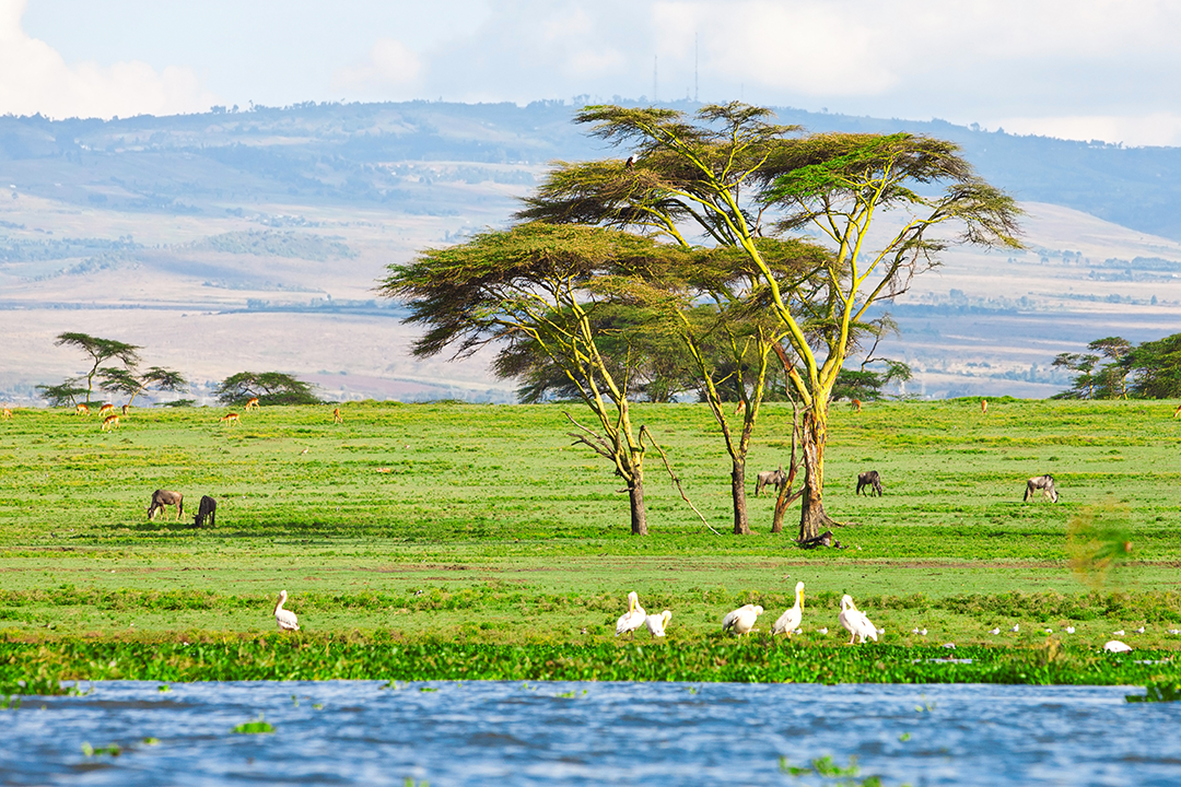 Embark On An Exciting Adventure: Enjoy Safari Tours In Kenya