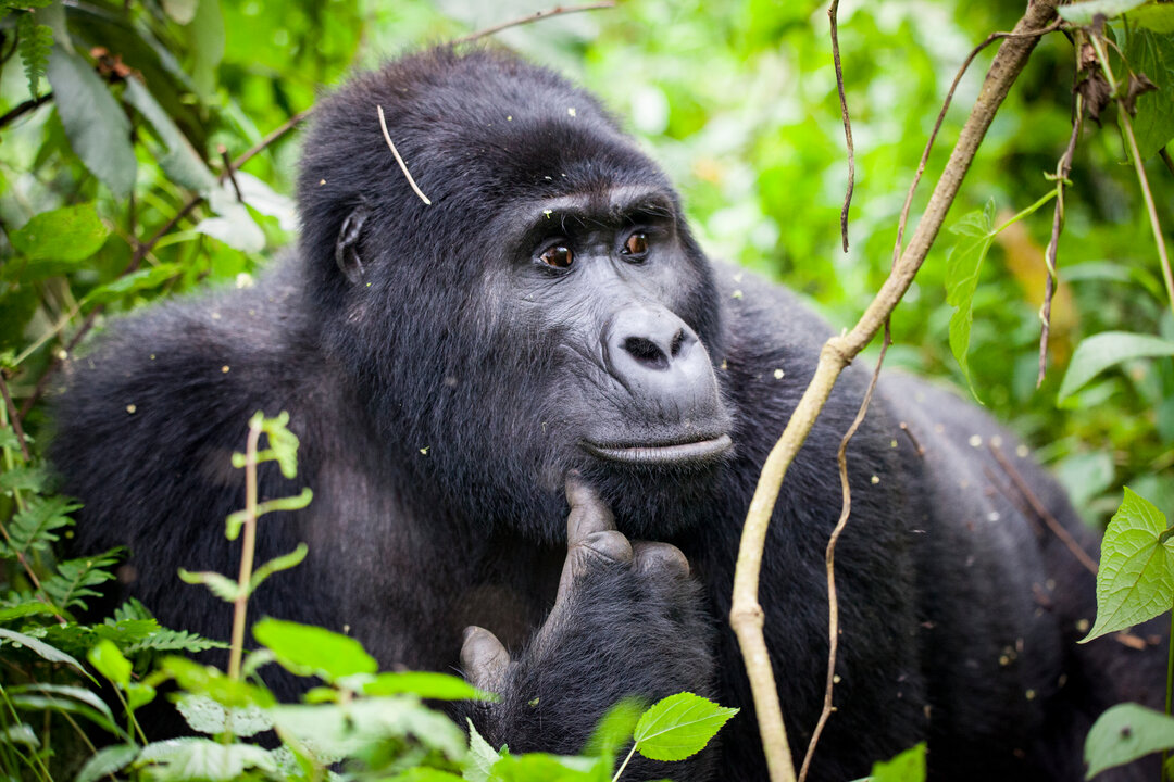 04 Days Gorilla Tracking Safari Experience In Uganda