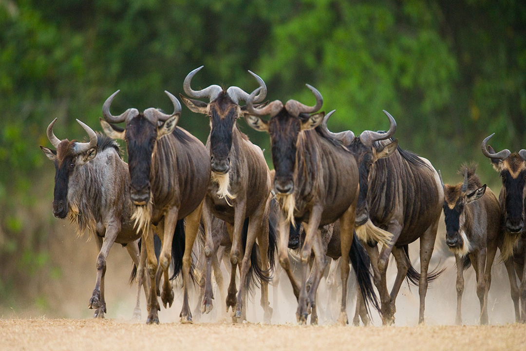 Witnessing The Great Wildebeest Migration: An Enchanting Journey to Tanzania