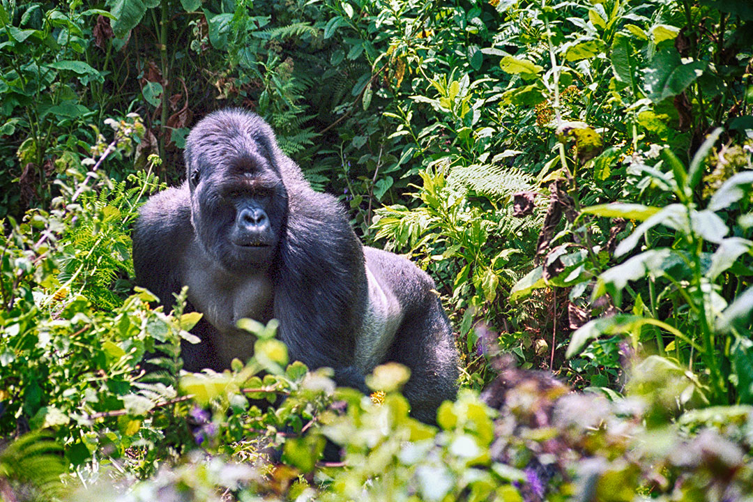 04 Days Experience Gorilla Tracking In Rwanda